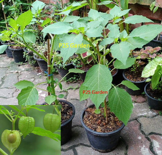 ต้นโทงเทงไทย หรือโทงเทงน้ำ สมุนไพรหายาก กระถาง 6 นิ้ว สูง 30-60 ซ.ม.