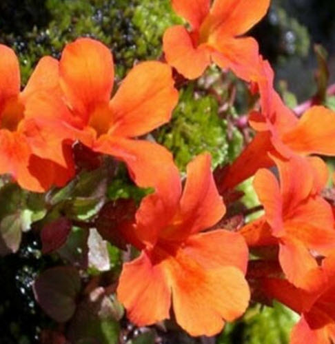 มิมิวลัส หรือ ไทเกอร์ มังกี้ (Mimulus / Tiger Monkey) สีส้ม / 100 เม็ด (USA)