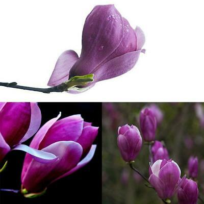 แม็กโนเลีย ยูหลาน (Magnolia Yulan) สีม่วงเข้ม / 20 เม็ด (China)