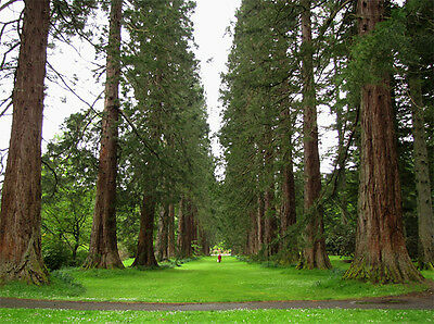 สนยักษ์ซีคัวญ่า (Giant Sequoia) / 20 เม็ด (China)