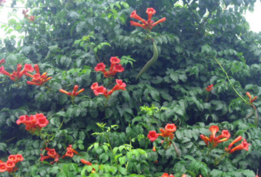 มธุลดา ดอกสีส้ม (Orange Trumpet Vine) / 10 เม็ด (USA)