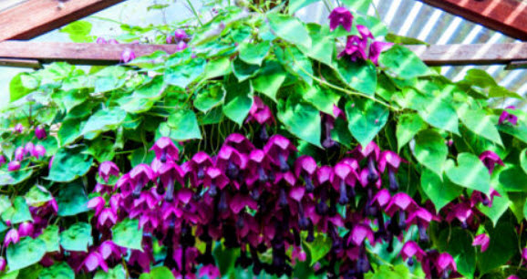 กระดิ่งม่วง (Purple Bell) / 10 เม็ด (UK)
