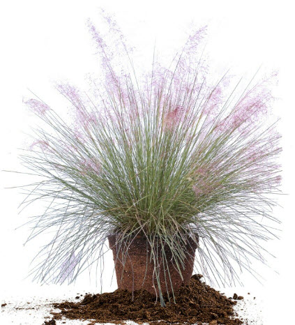 หญ้ามูลี่ สีชมพู (Pink Muhly Grass) / 50 เม็ด (France)*