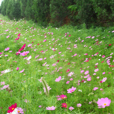 ดอกไม้ป่า คละ (Wildflowers) ทนแล้ง / 200 เม็ด (นอก)