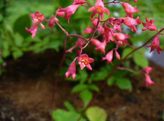 ฮิวเชร่า (Heuchera) สีแดง / 1,200 เม็ด (UK)