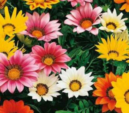 กาซาเนีย - ซันชายน์ (Gazenia - Sunshine) พันธุ์ดอกใหญ่พิเศษ คละ / 150 เม็ด (UK)