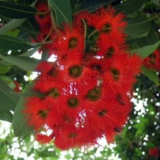 ยูคาลิปตัสแดง (Red Eucalyptus) / 25 เม็ด (Portugal)