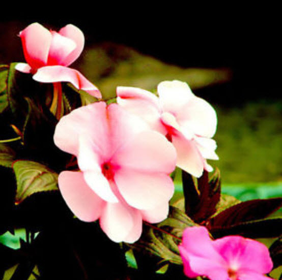 เทียนซ้อน เทียนกุหลาบ คละสี / 50 เม็ด (China)