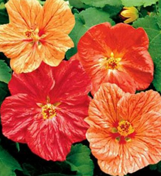 ชบาโคม (Flowering Maple) คละ / 50 เม็ด (USA)