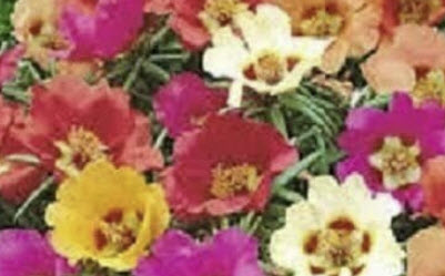 แพรเซี่ยงไฮ้ (Portulaca grandiflora) คละสี ดอกใหญ่ / ซอง (Ukraine)