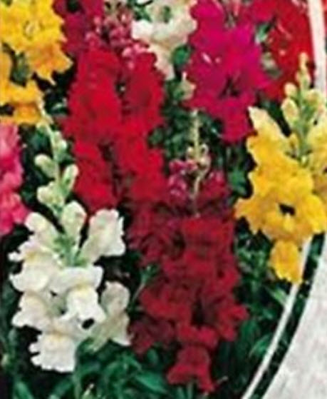 ดอกลิ้นมังกร (Snapdragon) คละสี ต้นเตี้ย / 1,000 เม็ด (Ukraine)