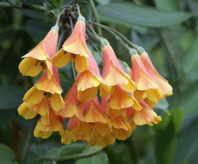 อัลสโตรมีเลียเลื้อย (Climbing Alstroemeria) / 5 เม็ด (Australia)