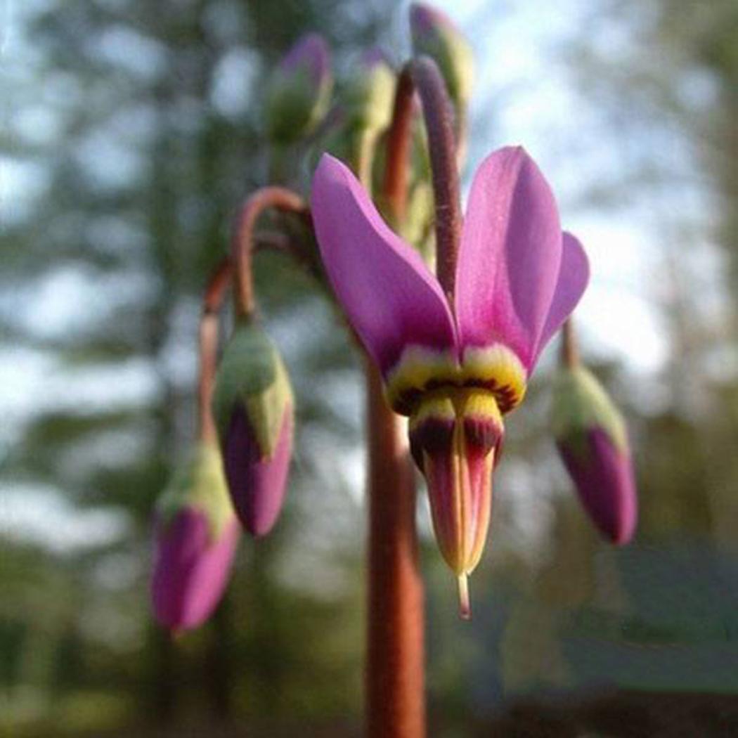 Shooting Star Flower สีม่วง / 25 เม็ด (นอก)