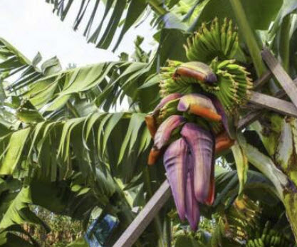 กล้วยชีสแมน (Cheesman's Banana / Musa cheesmanii) / 5 เม็ด (Portugal)