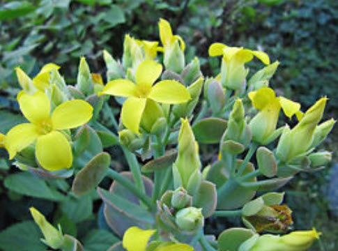 เมล็ดกุหลาบหิน (Kalanchoe) คละ / 100 เม็ด (China)