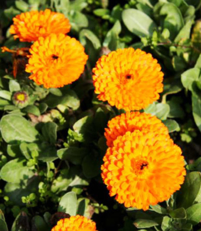 ดาวเรืองหม้อ สีส้ม / ซอง 30 เม็ด (A198)