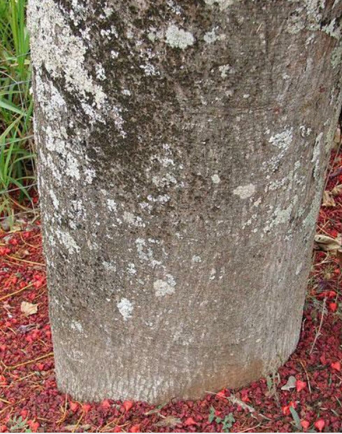 เพลิงภาณุ (Illawarra Flame Tree) / 10 เม็ด (Portugal)