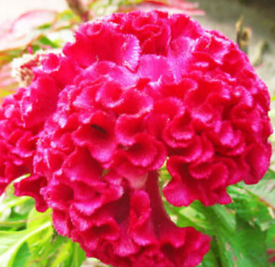 หงอนไก่ (Cockscomb) สีแดงดอกใหญ่ / ซอง 400 เม็ด (S026)