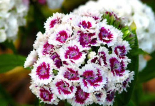 สวีทวิลเลี่ยม หรือผีเสื้อช่อ (Sweet William) กลีบซ้อน คละ / 1,000 เม็ด (UK)