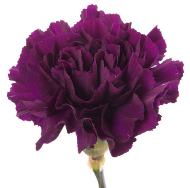 คาร์เนชั่น สีม่วง (magenta) / 175 เม็ด