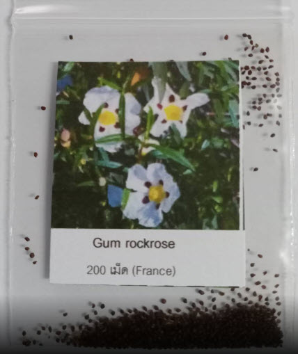 กัมร็อคโรส (Gum rockrose / Cistus ladanifer) / 200 เม็ด (France) *