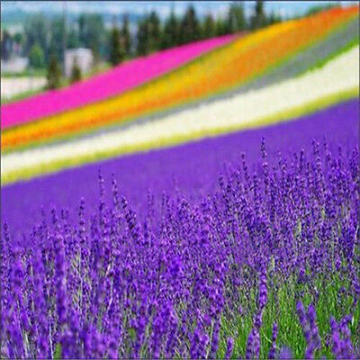 ลาเวนเดอร์อังกฤษ (English Lavender) / 400 เม็ด