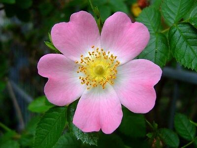 ด็อก โรส (Dog Rose) สีชมพูขาว / 10 เม็ด (UK)