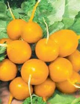 ไชเท้าเหลือง (Yellow Radish) หรือ Zlata radish / 100 เม็ด