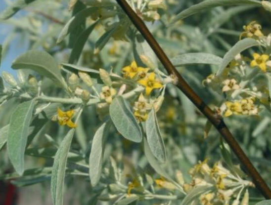 ซิลเวอร์ เบอรี่ หรือมะกอกรัสเซีย (Russian Olive / Silver berry) / 5 เม็ด (Spain)