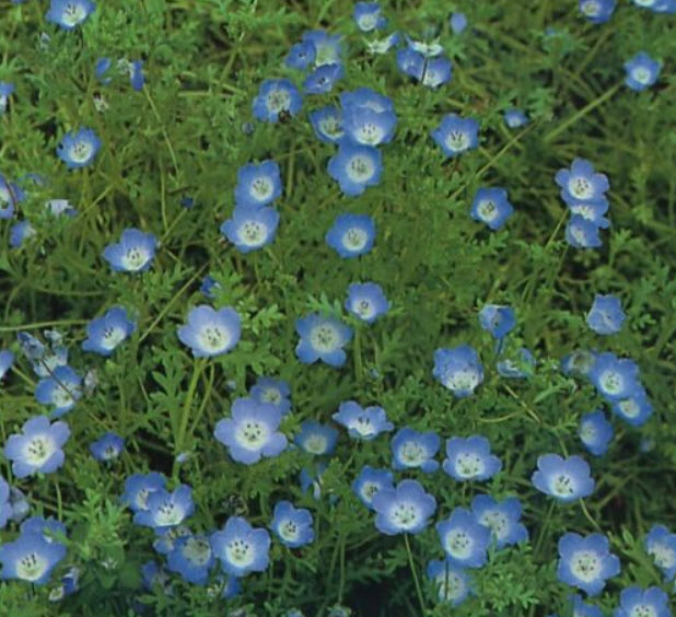 เนโมฟีลา - อินซายนิส (Nemophila insignis) / 1,000 เม็ด (UK)