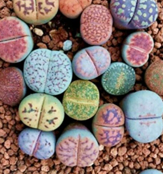 ไลทอปส์ (Lithops) คละ / 100 เม็ด