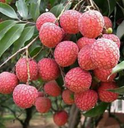 Genuine Thai Lychee (LIN-CHEE) / 10 pcs