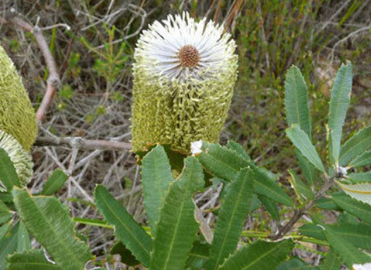 แบงเซียใบเฟิร์น (Fern Leaf Banksia) / 5 เม็ด (Australia)