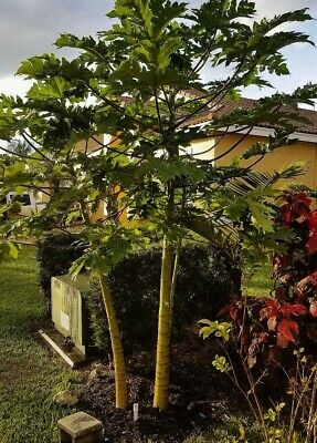 มะละกอ ฟลอริด้า โกลด์ (Florida Gold Papaya) / 10 เม็ด (USA)