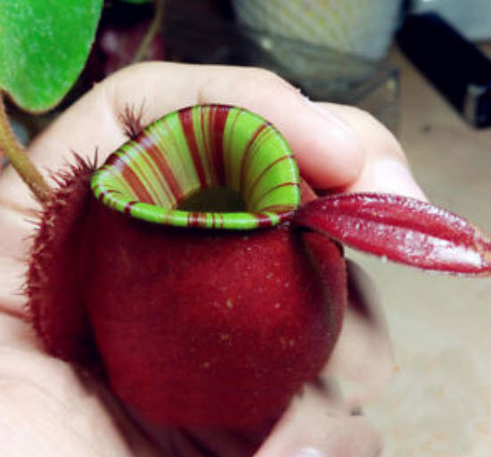 หม้อข้าวฯ แอปเปิ้ล (Apple Nepenthes) / 50 เม็ด (หายาก)