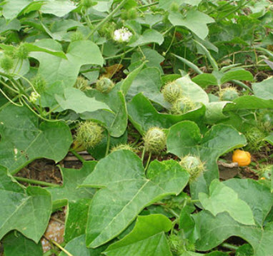 กะทกรก ตำลึงฝรั่ง หญ้ารกช้าง / 50 เม็ด