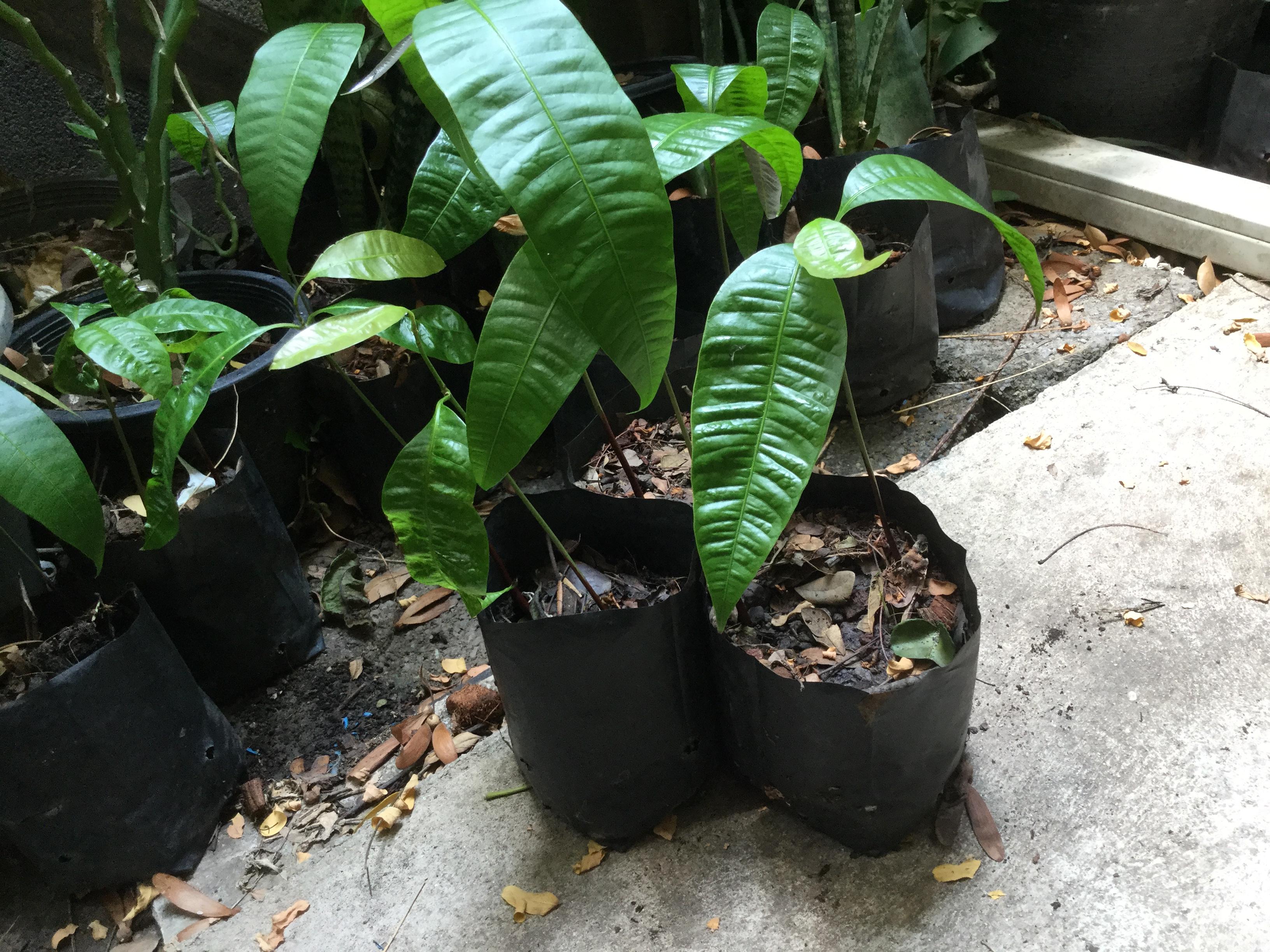 ต้นกล้ามะยงชิด เพาะเมล็ด สูง 20-30 ซม. /ต้น