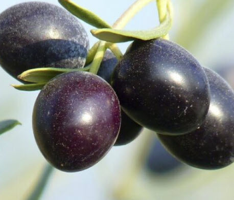 มะกอกโอลีฟ (Olive / Olea europaea) / 4 เม็ด (Turkey) *