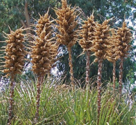 พูย่า ชิเลนซิส (Puya chilensis) / 10 เม็ด (France) *