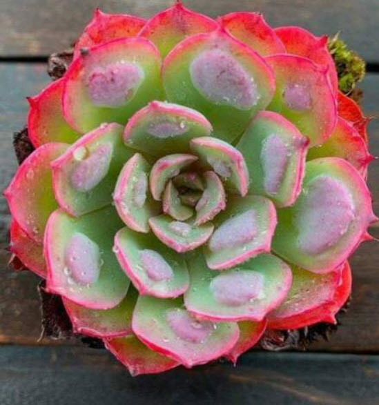 เอชชิวาเรีย - เรนดร็อป (Echeveria Raindrops) / 10 เม็ด (Australia)