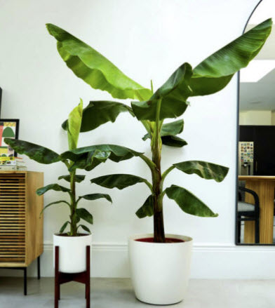 กล้วยรุ่งอรุณ หรือกล้วยดอกบัวอัสสัม (Musa Velutina) / 10 เม็ด (UK)*