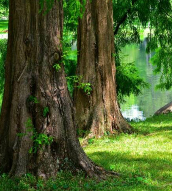 สนเรดวูด (Redwood Dawn / Metasequoia glyptostroboides) / 100 เม็ด (Portugal)*
