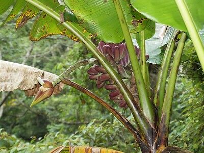 กล้วย เบอมีส บลู (Burmese Blue) / 5 เม็ด (France)