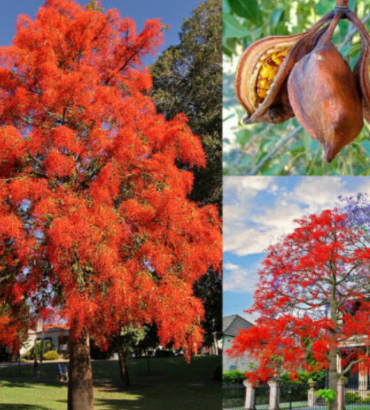 ต้นเพลิงภาณุ เปลวพระเพลิง สูง 35-50 ซ.ม.