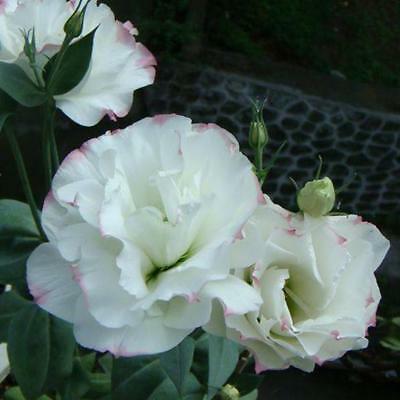 ไลซิแอนธัส (Lisianthus) สีขาวแซมแดง / 100 เม็ด