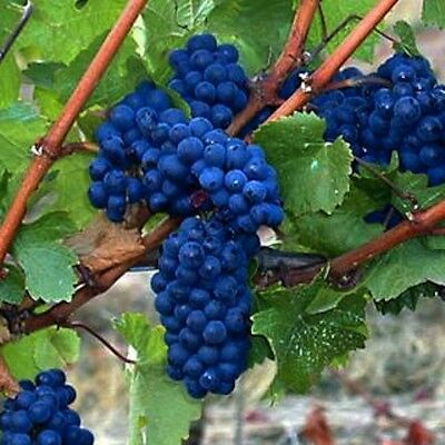 องุ่น บลู โกลบ (Blue Globe Grape) / 5 เม็ด (Czech Republic)
