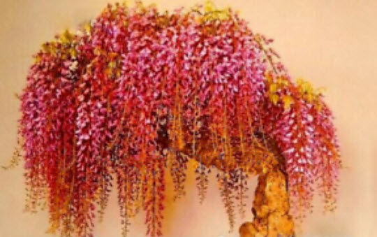 วิสเทอเรีย (Wisteria) คละสี / 12 เม็ด