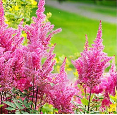 อัสดง (Astilbe) สีชมพู / 100 เม็ด