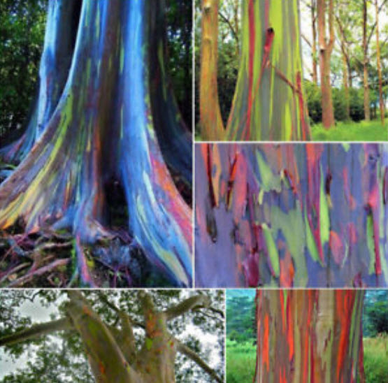 ยูคาลิปตัส แฟนซีฮาวาย (Hawaii Rainbow Eucalyptus) / 25 เม็ด (นอก)