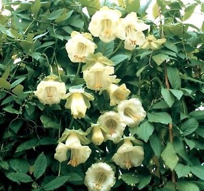 แคทเธอดรัล เบลล์ (Cathedral Bells) สีขาว / 8 เม็ด (Ukraine)